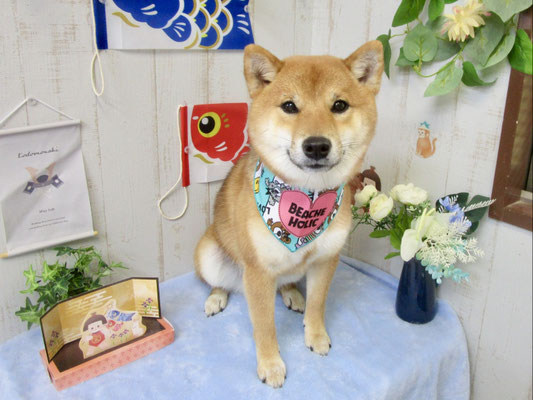 おからくん