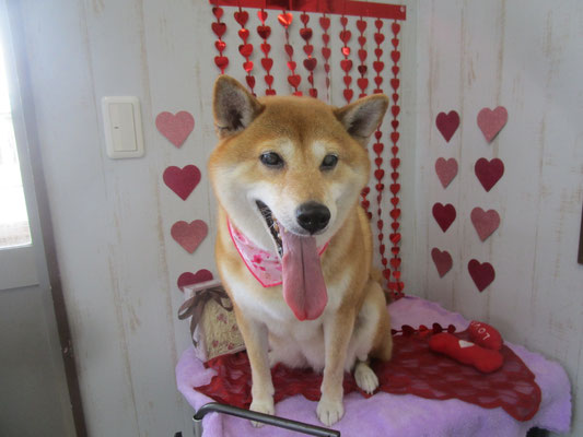 あんずちゃん