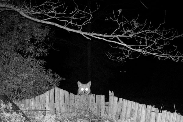 Wolfgang Steinborn: Nachtbesuch - Fuchs