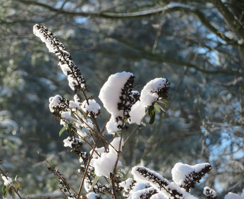 Helmut Gose: Schnee