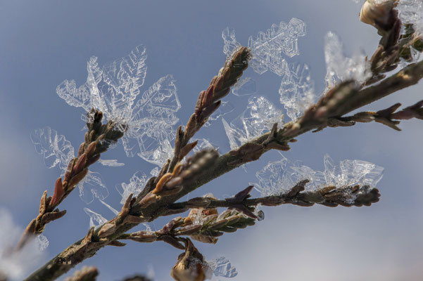 Renke Bienert: Schneekristalle