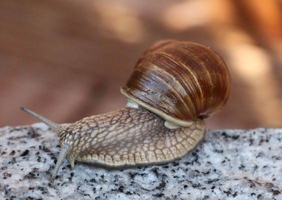 Helmut Gose "Weinbergschnecke"