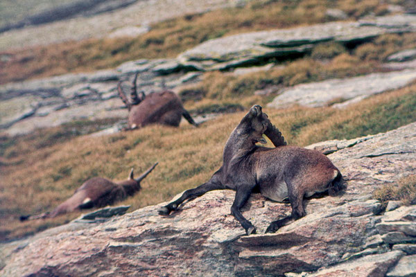 Steinbock - Westalpen