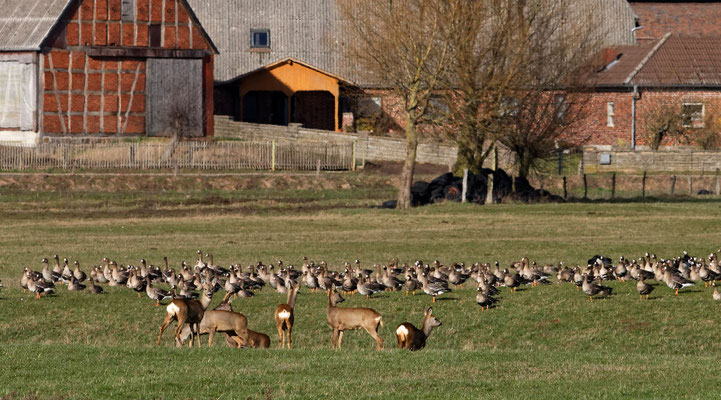 Rehe und Bläßgänse - Niedersachsen