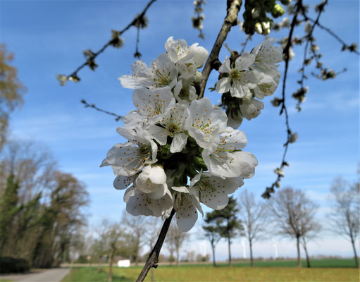 Ulrike Gose: Frühblüher