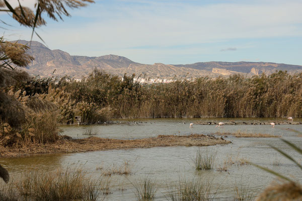 Foto von Lydia Grunewald: El Hondo