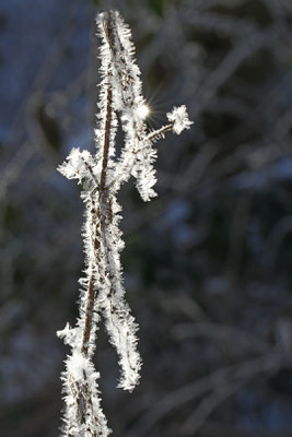 Lothar von Alm: Früh morgens bei -15°C