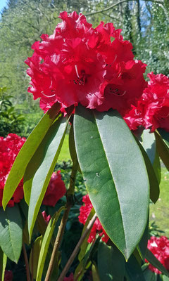 Fiddi Gevers: Frühblühende Rhododendronhybride "Taurus"