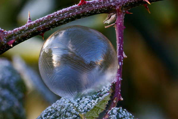 Foto von Lothar von Alm: Frostiger Morgen