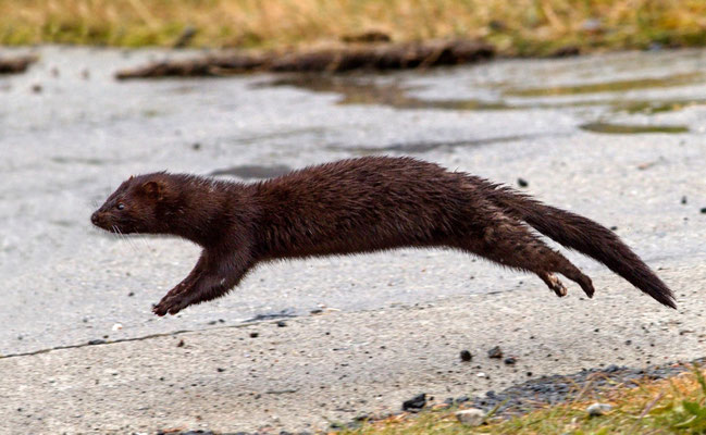 Mink - Nordnorwegen