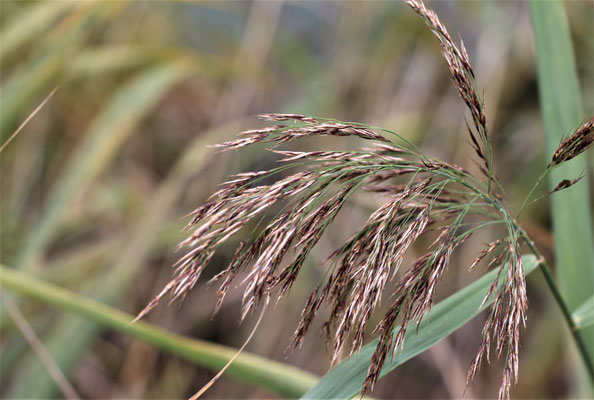 Ulrike Gose: Gras