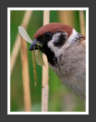 Wolfgang Steinborn: Feldsperling - Passer montanus, Tree Sparrow