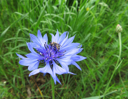 Helmut Gose: Kornblume