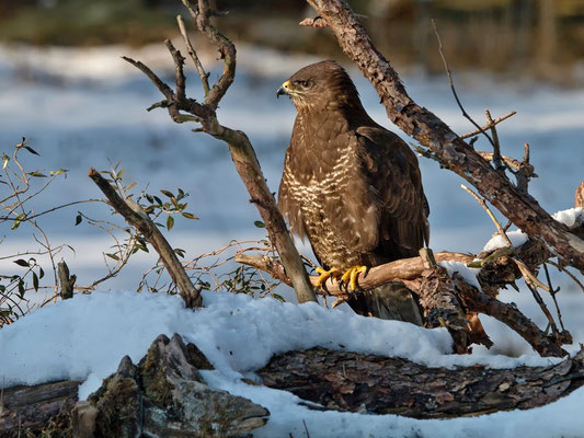 Wolfgang Steinborn: Mäusebussard