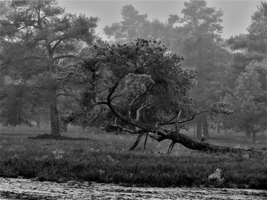 Ulrike Gose: Baum in der Osterheide