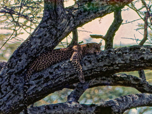 Leopard - Ostafrika