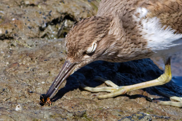 Flußuferläufer mit Käfer - Nordseeküste