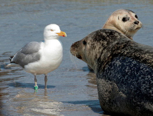 Seehunde und Silbermöwe - Nordseeküste