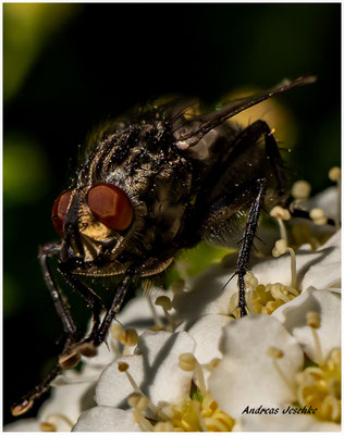 Andreas Jeschke: Fliege auf Blüte