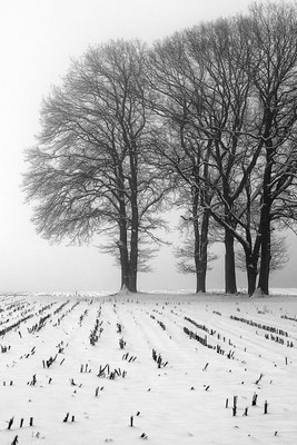 Wolfgang Steinborn: Winter