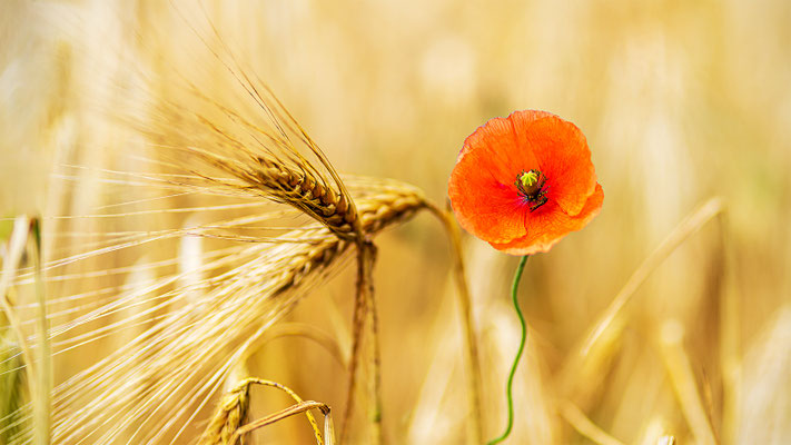 Sascha Zyballa: Mohn