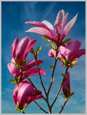 Lothar von Alm: Magnolienblüten im Wind