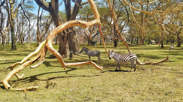 kenia naivasha acacia sanctuary farm