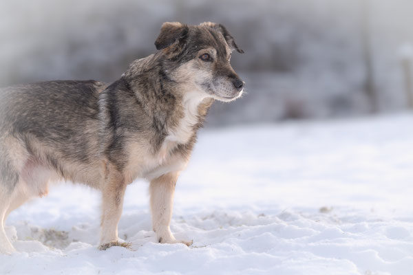 Auch Mischling Peepe gehört zu den Wuppertaler Märchencollies