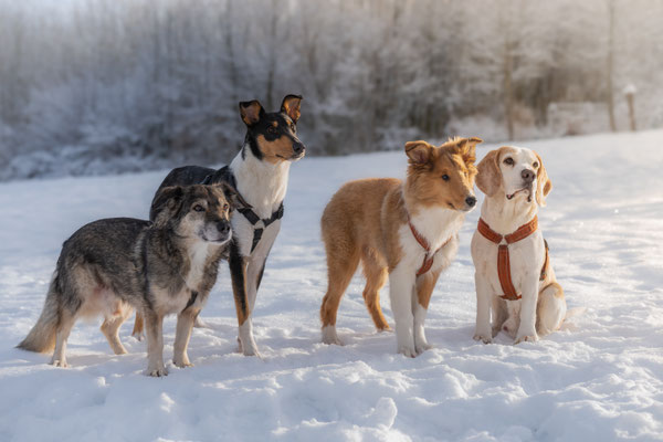 Langhaarcollie und Kurzhaarcollie vereint