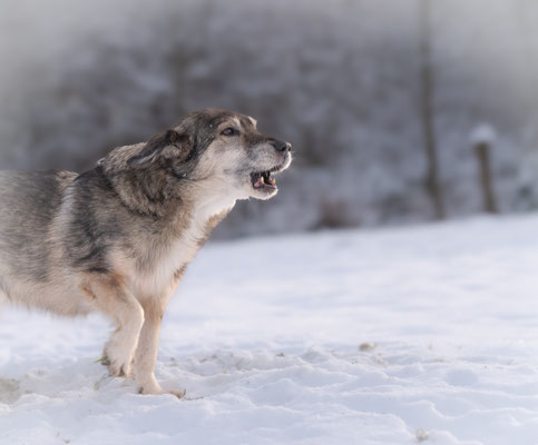 Der Colliezüchter in NRW hat nicht nur Collies