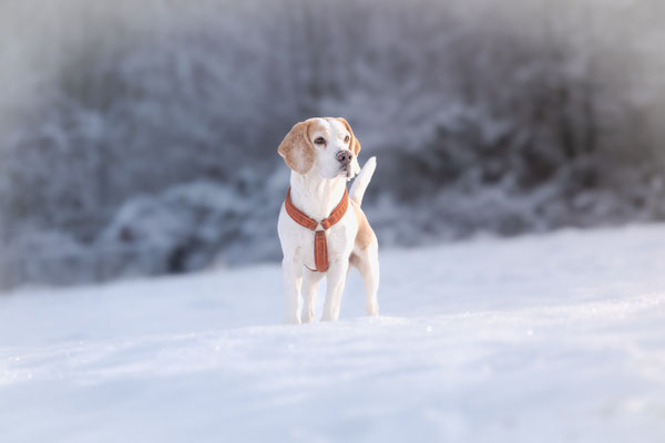 Beagle Joschi wacht liebevoll über die Colliezucht in NRW