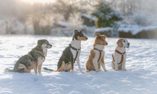 Beim Colliezüchter NRW leben die Hunde artgerecht