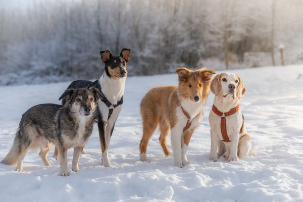 Die Welpen der Märchencollies in Wuppertal sind sozial und ausgeglichen