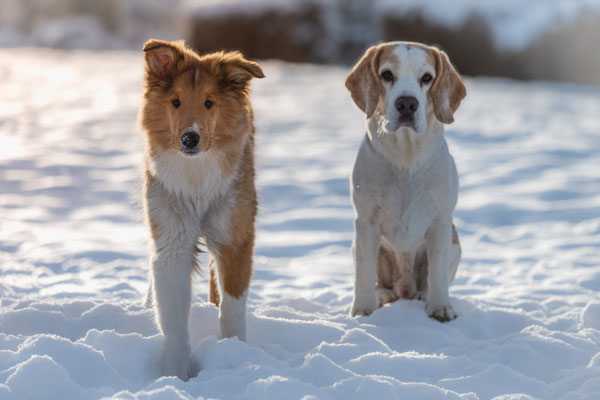 Langhaarcollie Momo wird der Vater der Colliewelpen