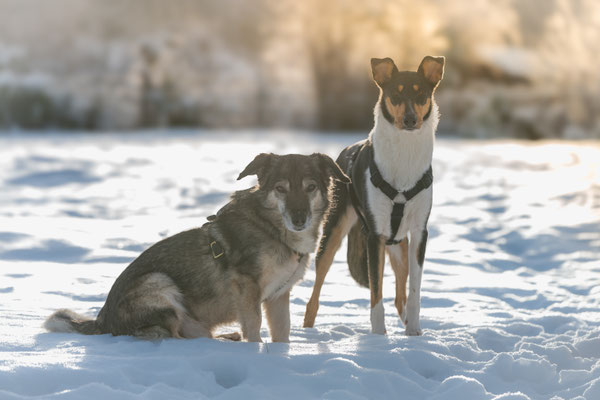 Die Märchencollies aus Wuppertal sind sozialverträglich