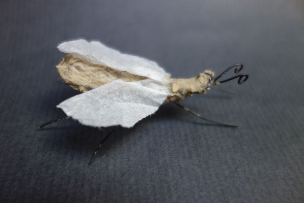 Käfer Draht und Papier