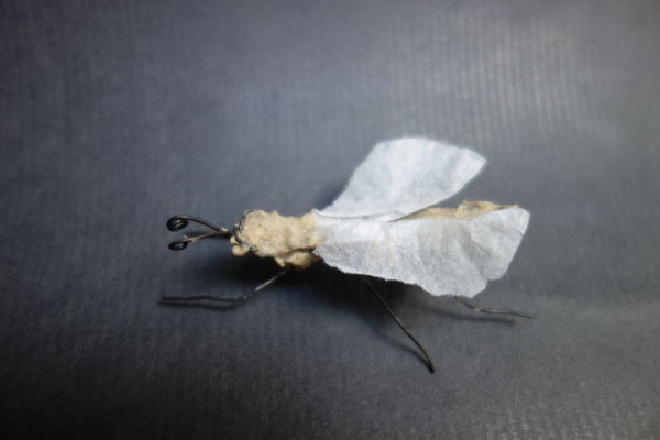 Käfer Draht und Papier