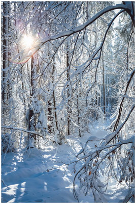 Winterlandschaft  in Bayern – Lichtstreif durch frostige Zweige.