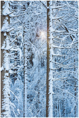 Winterlandschaft  in Bayern – Lichtstreif durch frostige Zweige.