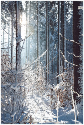 Winterlandschaft  in Bayern – Lichtstreif durch frostige Zweige.