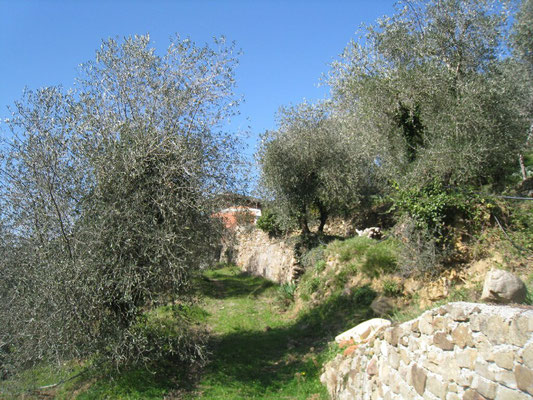 Apricale 170