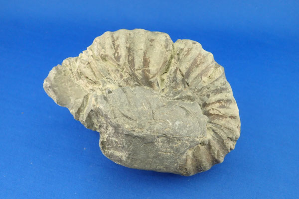 夕張市 夕張川の石 - sapporochitan ページ！