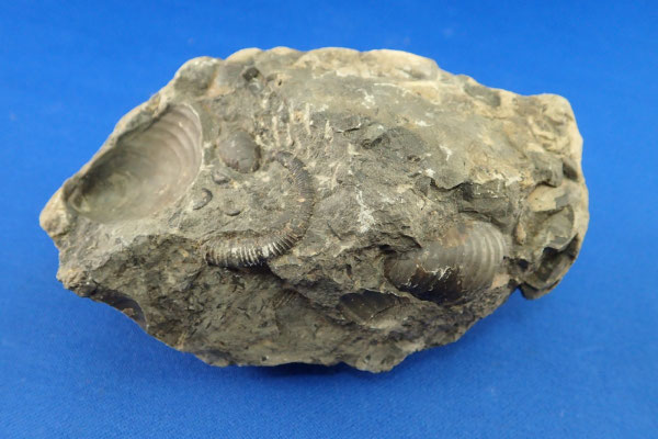 夕張市 夕張川の石 - sapporochitan ページ！