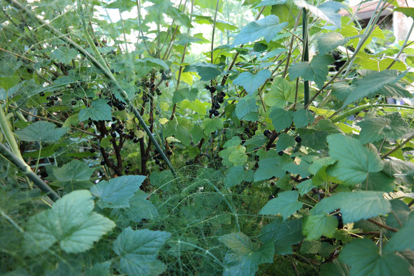 Schwarze Johannisbeere erntereif