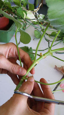 enlever les feuilles inférieures