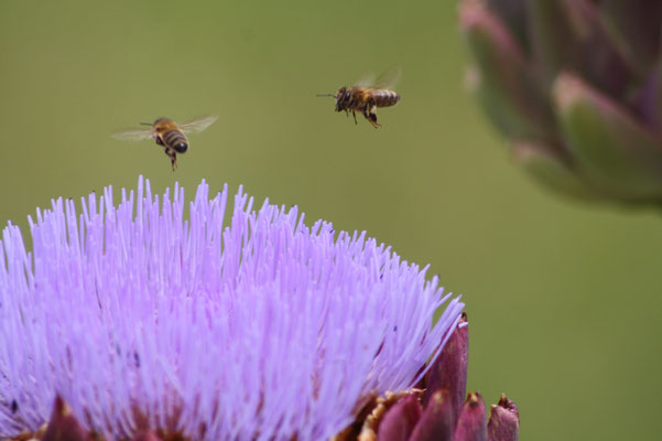 abeilles sur artichaud