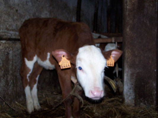 Les vaches de la Ferme des Alisiers 