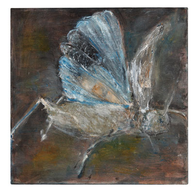 blauflügelige Ödlandschrecke 30/30