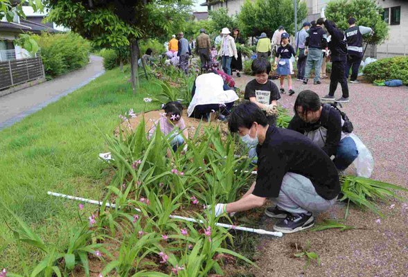 株分けをした「シラン」を植え付ける