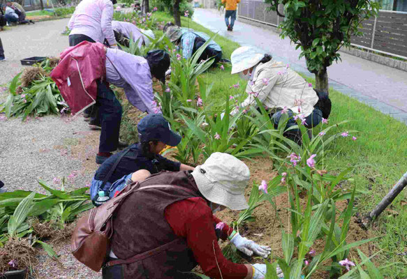 株分けをした「シラン」を植え付ける